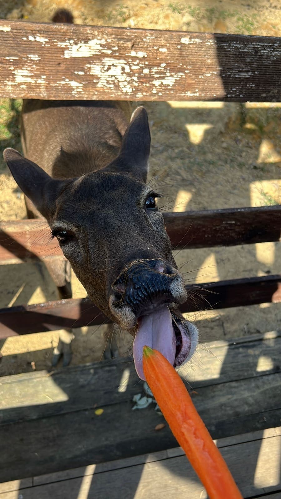 A deer taking a carrot through a wooden fence at a Batam deer park