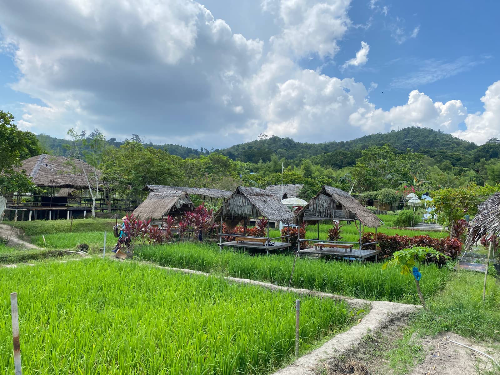 Thatched huts beside green rice paddies in a Batam kampung